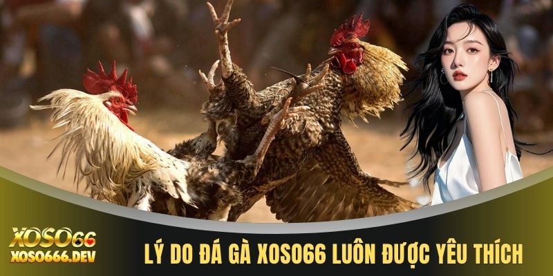 Lý do đá gà XOSO66 luôn được yêu thích